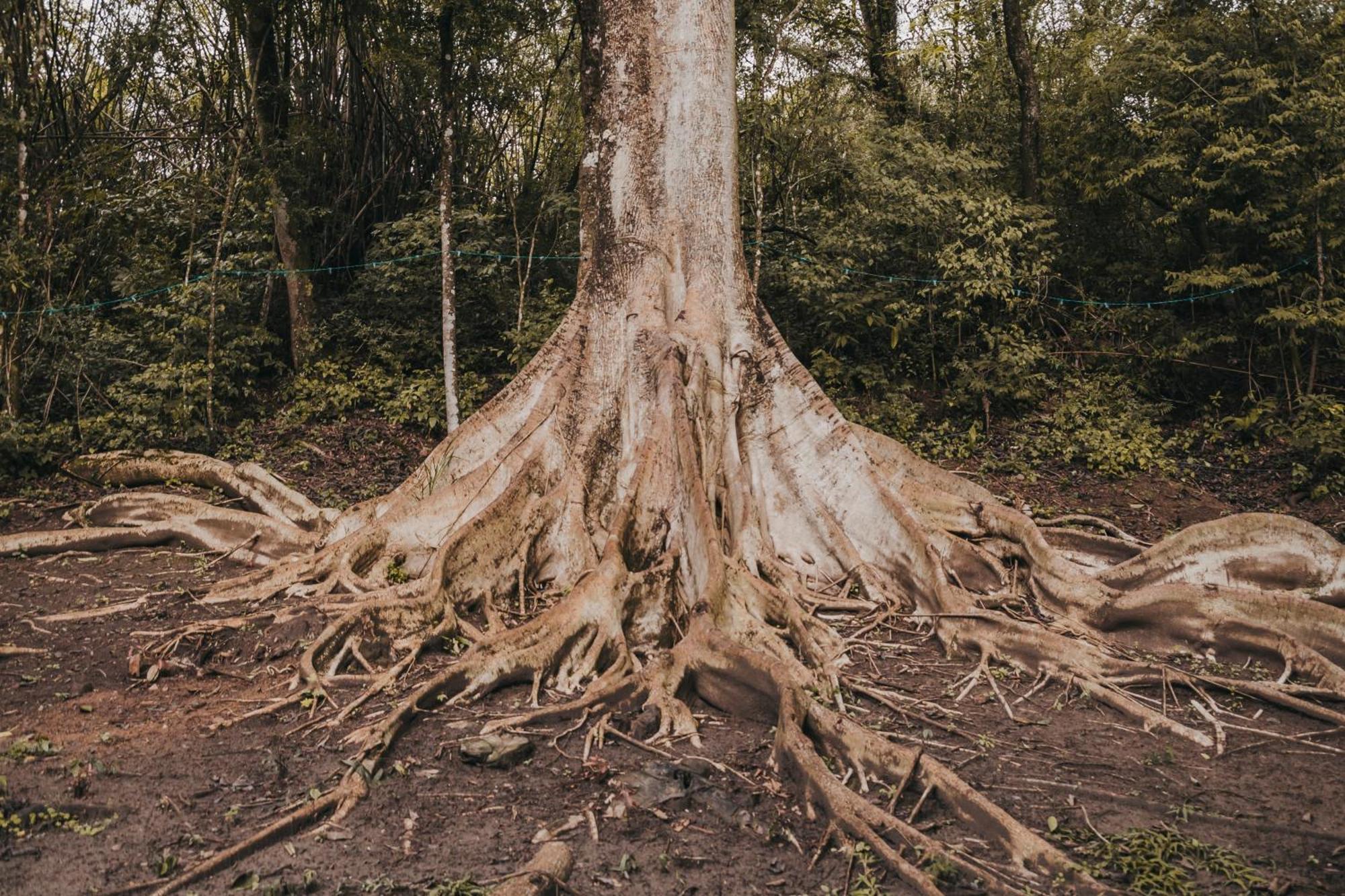 보이투바 Fazenda Bosque Belo Bagua 게스트하우스 외부 사진